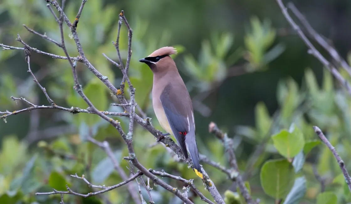 Cedar Waxwing