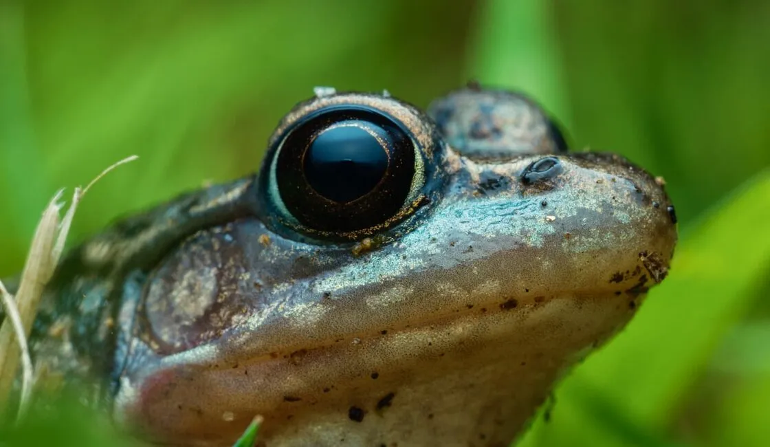 Green Frog