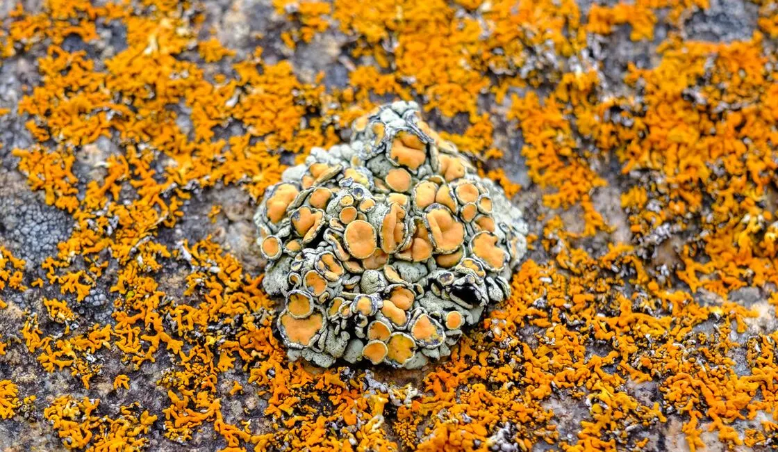 Sunburst Lichen